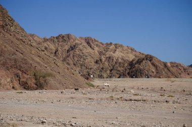 Malakot Dağı vahasındaki dağların arka planında deve ve köpek var. Dahab, Güney Sina Valiliği, Mısır