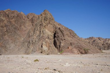 Malakot Dağı vahasındaki dağların arka planında bir deve. Dahab, Güney Sina Valiliği, Mısır 