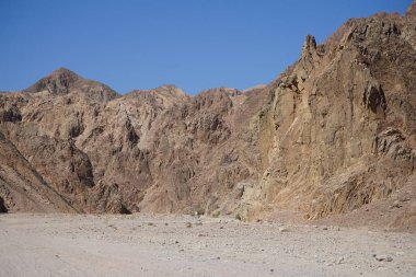 Malakot Dağı vahasındaki dağların arka planında bir deve. Dahab, Güney Sina Valiliği, Mısır 