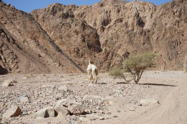 Malakot Dağı vahasında Alhagi yiyen deve. Alhagi, Fabaceae familyasından bir bitki cinsidir. Genellikle onlara deve dikeni ya da kudret helvası ağacı denir. Dahab, Güney Sina Valiliği, Mısır