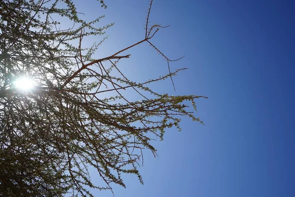 Сонце Світить Через Гілки Vachellia Tortilis Subsp Раддіана Vachellia Tortilis — стокове фото