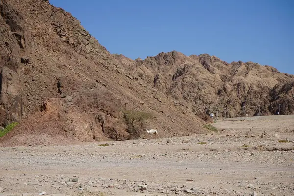 Velbloud Pozadí Hor Blízkosti Oázy Malakot Mountain Dahab Guvernér Jižního — Stock fotografie