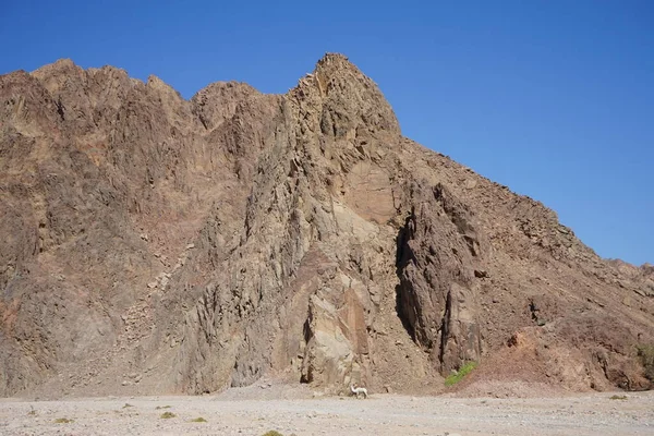 Camelo Fundo Das Montanhas Nas Proximidades Oásis Montanha Malakot Dahab — Fotografia de Stock