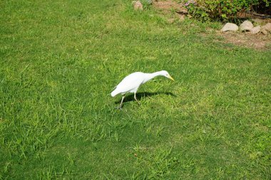 Kuş Bubulcus Ibis çimlerin üzerinde. Ekin (
