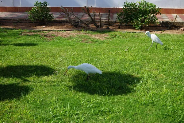 Zwei Vögel Bubulcus Ibis Auf Dem Rasen Der Kuhreiher Bubulcus — Stockfoto