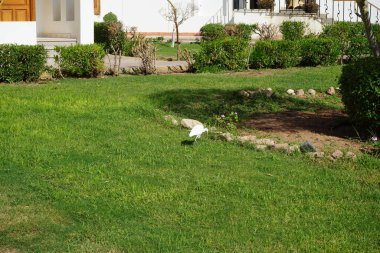 Kuş Bubulcus Ibis çimlerin üzerinde. Ekin (