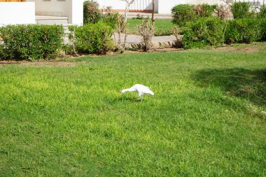 Kuş Bubulcus Ibis çimlerin üzerinde. Ekin (