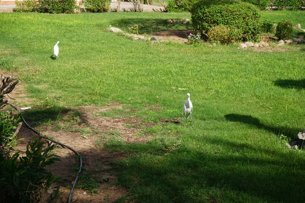 芝生の上の2羽の鳥ブブルカスのイビス 牛の挨拶 ブブルカスイビス ヘロンの国際的な種 家族Ardeidae 単型種であるBubulcusの唯一のメンバーである エジプトのダハブ — ストック写真