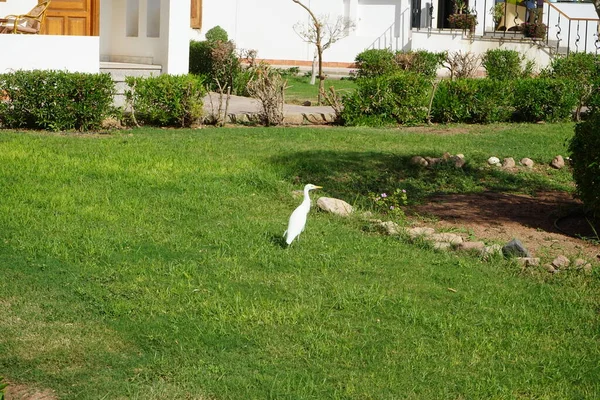 Bird Bubulcus ibis on the lawn. The cattle egret, Bubulcus ibis, is a cosmopolitan species of heron, family Ardeidae. It is the only member of the monotypic genus Bubulcus. Dahab, Egypt