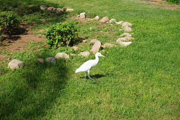 Kuş Bubulcus Ibis çimlerin üzerinde. Ekin (