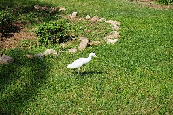 Kuş Bubulcus Ibis çimlerin üzerinde. Ekin (