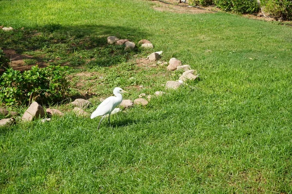 Птичий Бубулькус Ибис Газоне Цапля Крупного Рогатого Скота Bubulcus Ibis — стоковое фото