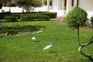 Bahçedeki iki kuş Bubulcus Ibis. Ekin (