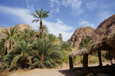 Turistlerin Malakot Dağı vahasında dinlenmeleri için güneş tepe örtüsü. Dahab, Güney Sina Valiliği, Mısır 