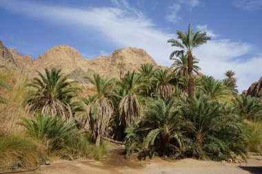 Malakot Dağı vahasındaki dağ dereleri ve bitki örtüsüyle muhteşem bir manzara. Dahab, Güney Sina Valiliği, Mısır  
