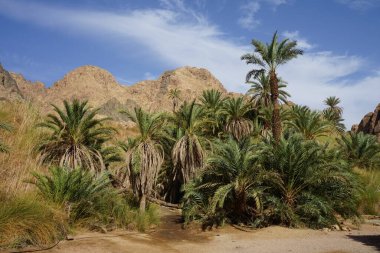 Malakot Dağı vahasındaki dağ dereleri ve bitki örtüsüyle muhteşem bir manzara. Dahab, Güney Sina Valiliği, Mısır  
