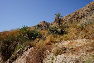 Malakot Dağı vahasındaki dağ dereleri ve bitki örtüsüyle muhteşem bir manzara. Dahab, Güney Sina Valiliği, Mısır   