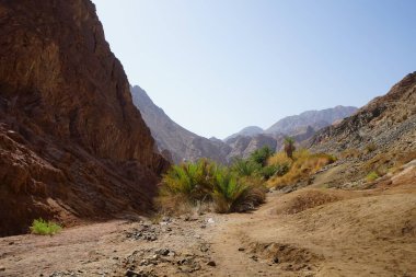 Malakot Dağı vahasındaki dağ dereleri ve bitki örtüsüyle muhteşem bir manzara. Dahab, Güney Sina Valiliği, Mısır   