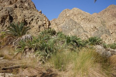 Malakot Dağı vahasındaki dağ dereleri ve bitki örtüsüyle muhteşem bir manzara. Dahab, Güney Sina Valiliği, Mısır   