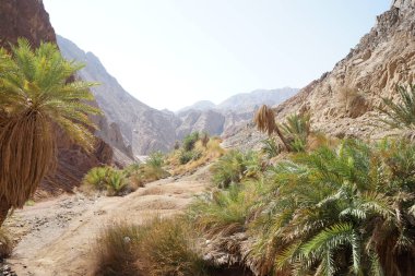 Malakot Dağı vahasındaki dağ dereleri ve bitki örtüsüyle muhteşem bir manzara. Dahab, Güney Sina Valiliği, Mısır   