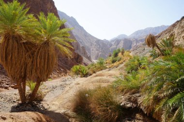 Malakot Dağı vahasındaki dağ dereleri ve bitki örtüsüyle muhteşem bir manzara. Dahab, Güney Sina Valiliği, Mısır   