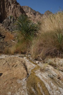 Malakot Dağı vahasındaki dağ dereleri ve bitki örtüsüyle muhteşem bir manzara. Dahab, Güney Sina Valiliği, Mısır  