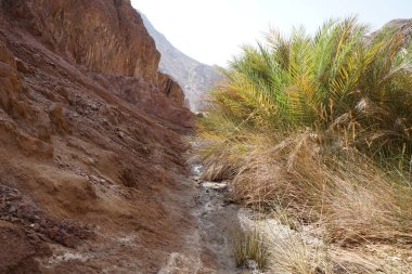 Malakot Dağı vahasındaki dağ dereleri ve bitki örtüsüyle muhteşem bir manzara. Dahab, Güney Sina Valiliği, Mısır  