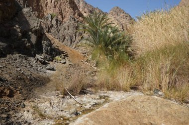 Malakot Dağı vahasındaki dağ dereleri ve bitki örtüsüyle muhteşem bir manzara. Dahab, Güney Sina Valiliği, Mısır  