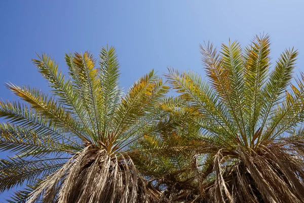 Phoenix Dactylifera Uma Espécie Planta Com Flor Pertencente Família Arecaceae — Fotografia de Stock