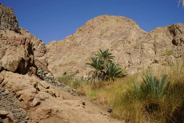 马六哥山区绿洲旅游胜地山川秀丽 植被繁茂 Dahab South Sinai Province Egypt — 图库照片
