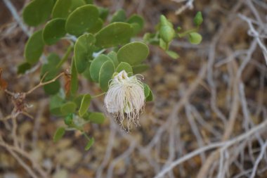 Capparis spinosa, syn. Kapari çalısı, Flinders gülü, yuvarlak, etli yapraklar ve pembemsi beyaz çiçekler taşıyan uzun ömürlü bir bitkidir. Bitki yenilebilir çiçek tomurcuklarıyla bilinir. Dahab, Güney Sina Valiliği, Mısır