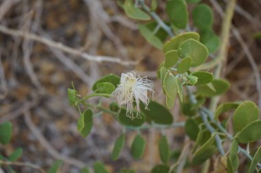 Capparis spinosa, syn. Kapari çalısı, Flinders gülü, yuvarlak, etli yapraklar ve pembemsi beyaz çiçekler taşıyan uzun ömürlü bir bitkidir. Bitki yenilebilir çiçek tomurcuklarıyla bilinir. Dahab, Güney Sina Valiliği, Mısır
