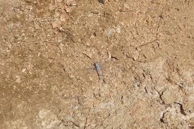 Mavi gözlü yusufçuk, Malakot Dağı vahası turistik bölgesinde. Dahab, Güney Sina Valiliği, Mısır 