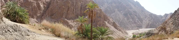 パノラマ写真 マラコット山のオアシス観光地で渓流や植生と豪華な風景 エジプト南シナイ県ダハブ — ストック写真