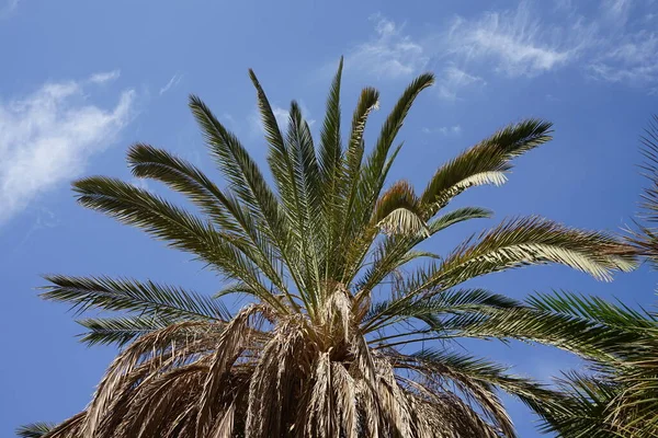 Phoenix Dactylifera Uma Espécie Planta Com Flor Pertencente Família Arecaceae — Fotografia de Stock