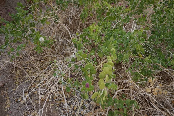 卡伯瑞丝 皮诺萨 冷杉属植物 Flinders Rose 是一种多年生植物 长有圆形 肉质叶和大的白色到粉红色的白色花 这种植物以可食的花蕾而闻名 Dahab — 图库照片