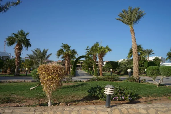 Beautiful Park Landscape Tropical Vegetation October Dahab South Sinai Governorate — Stock Photo, Image