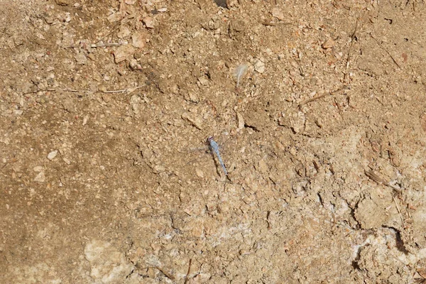 Dragonfly Azul Com Olhos Vermelhos Malakot Mountain Oásis Local Turístico — Fotografia de Stock