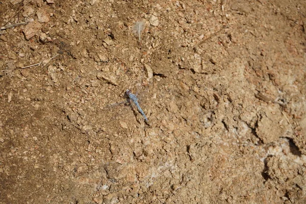 Dragonfly Azul Com Olhos Vermelhos Malakot Mountain Oásis Local Turístico — Fotografia de Stock