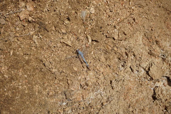 Dragonfly Azul Com Olhos Vermelhos Malakot Mountain Oásis Local Turístico — Fotografia de Stock