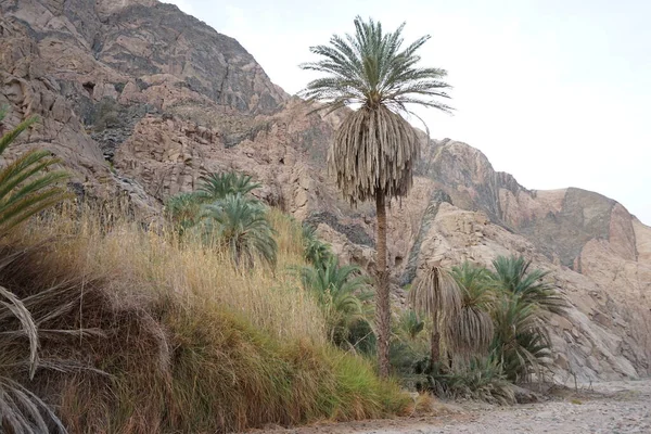 Prachtig Landschap Toeristische Route Omgeving Van Malakot Mountain Oase Wadi — Stockfoto