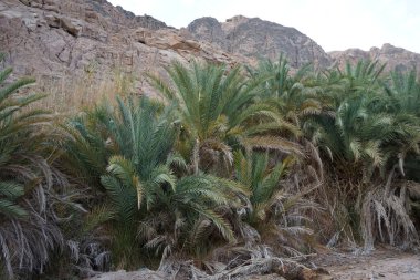 Malakot Dağı vahası, Wadi Gnai, Dahab, Güney Sina Valiliği, Mısır yakınlarındaki turizm rotasında muhteşem bir manzara.  