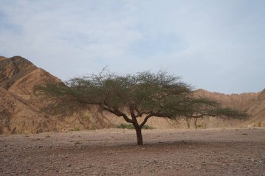 Vachellia nilotica, daha yaygın olarak Acacia nilotica olarak bilinen ve sakız arap ağacı, babul, dikenli mimoza, Mısır akasyası veya dikenli akasya olarak bilinen, Fabaceae familyasından bir ağaçtır. Dahab, Güney Sina Valiliği, Mısır  