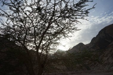 Vachellia nilotica, daha yaygın olarak Acacia nilotica olarak bilinen ve sakız arap ağacı, babul, dikenli mimoza, Mısır akasyası veya dikenli akasya olarak bilinen, Fabaceae familyasından bir ağaçtır. Dahab, Güney Sina Valiliği, Mısır  