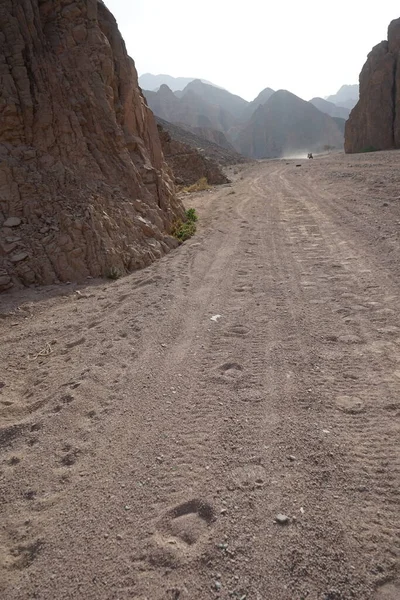 Kamelbanor Vägen Närheten Malakot Mountain Oas Turistrutt Dahab Södra Sinai — Stockfoto