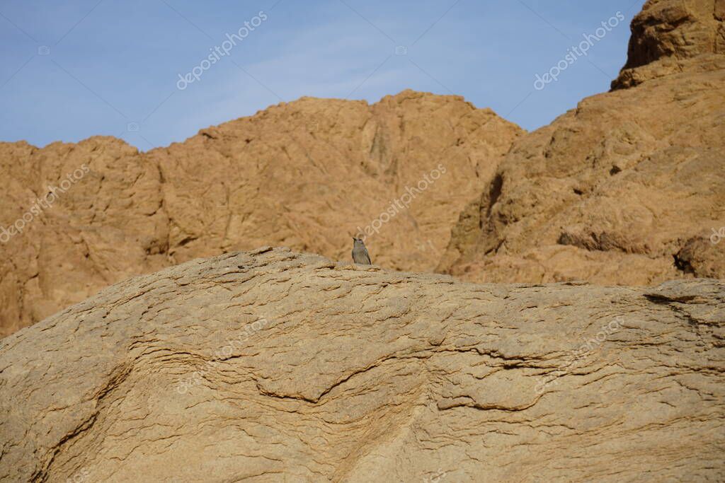 Oenanthe melanura bird on a rock. El Blackstart, Oenanthe melanura, es