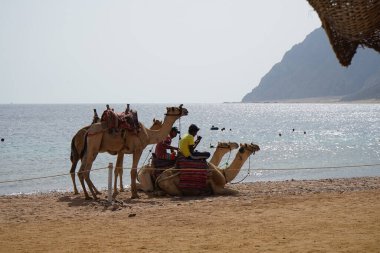 Akabe Körfezi 'ndeki Kızıl Deniz' in arka planına karşı sahilde develer. Dahab, Güney Sina Valiliği, Mısır  