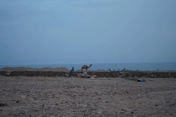 Cammello Cantiere Con Golfo Aqaba Sullo Sfondo Dahab Governatorato Del — Foto Stock