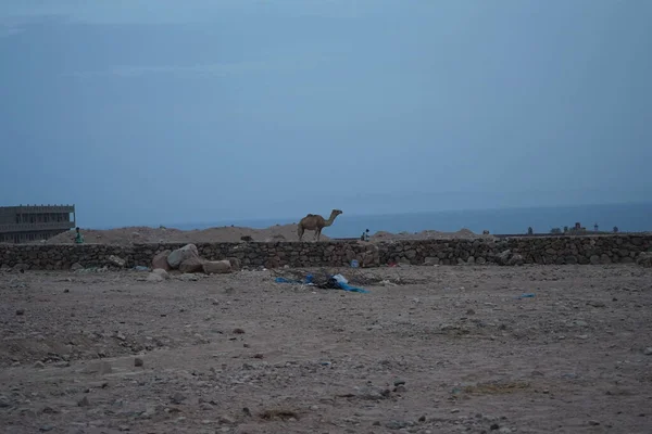 Верблюд Будівельному Майданчику Затокою Акаба Задньому Плані Дахаб Провінція Південна — стокове фото