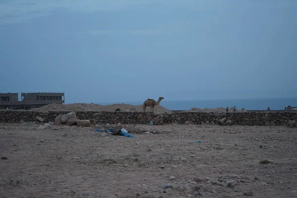 Kamel Auf Einer Baustelle Mit Dem Golf Von Aqaba Hintergrund — Stockfoto